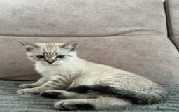 Scottish Fold cats for sale: Scottish Straight Male - Image 3