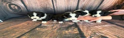 Border Collie dogs for sale: Border Collie puppies (Long Coat) for sale - Advert 7