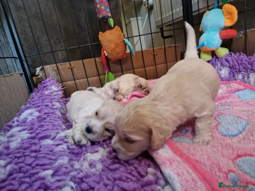 Mixed Breed dogs for sale: UNIQUE STUNNING HEALTH TESTED COCKACHON PUPPIES - Advert 10