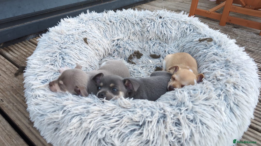 Chihuahua dogs for sale: 2 beautiful chihuahuas  - Image 9