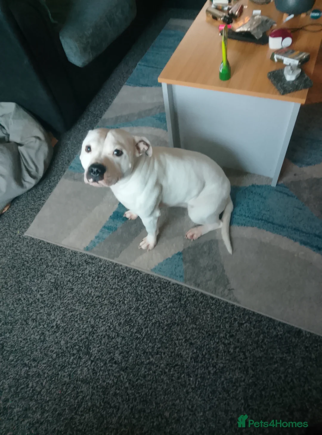 Staffordshire Bull Terrier dogs for sale: SAMSON OUR BEAUTIFUL FAMILY FRIEND - Advert 1