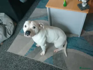 Staffordshire Bull Terrier dogs SAMSON OUR BEAUTIFUL FAMILY FRIEND - Advert 3