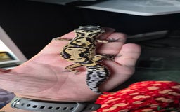 Leopard Gecko reptiles for sale: Female bold jungle leopard gecko  - Advert 1
