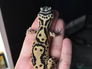 Leopard Gecko reptiles Female bold jungle leopard gecko - Advert 1