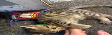 Bengal 3