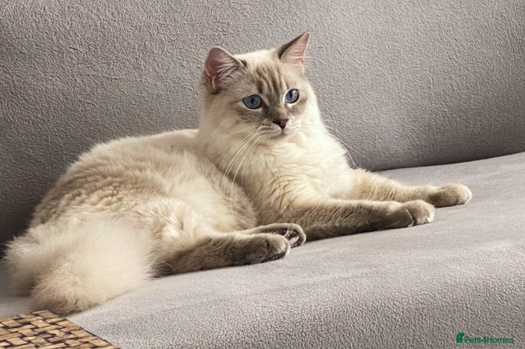 Ragdoll cats for sale: Lovely Ragdoll looking for lovely family - Advert 15