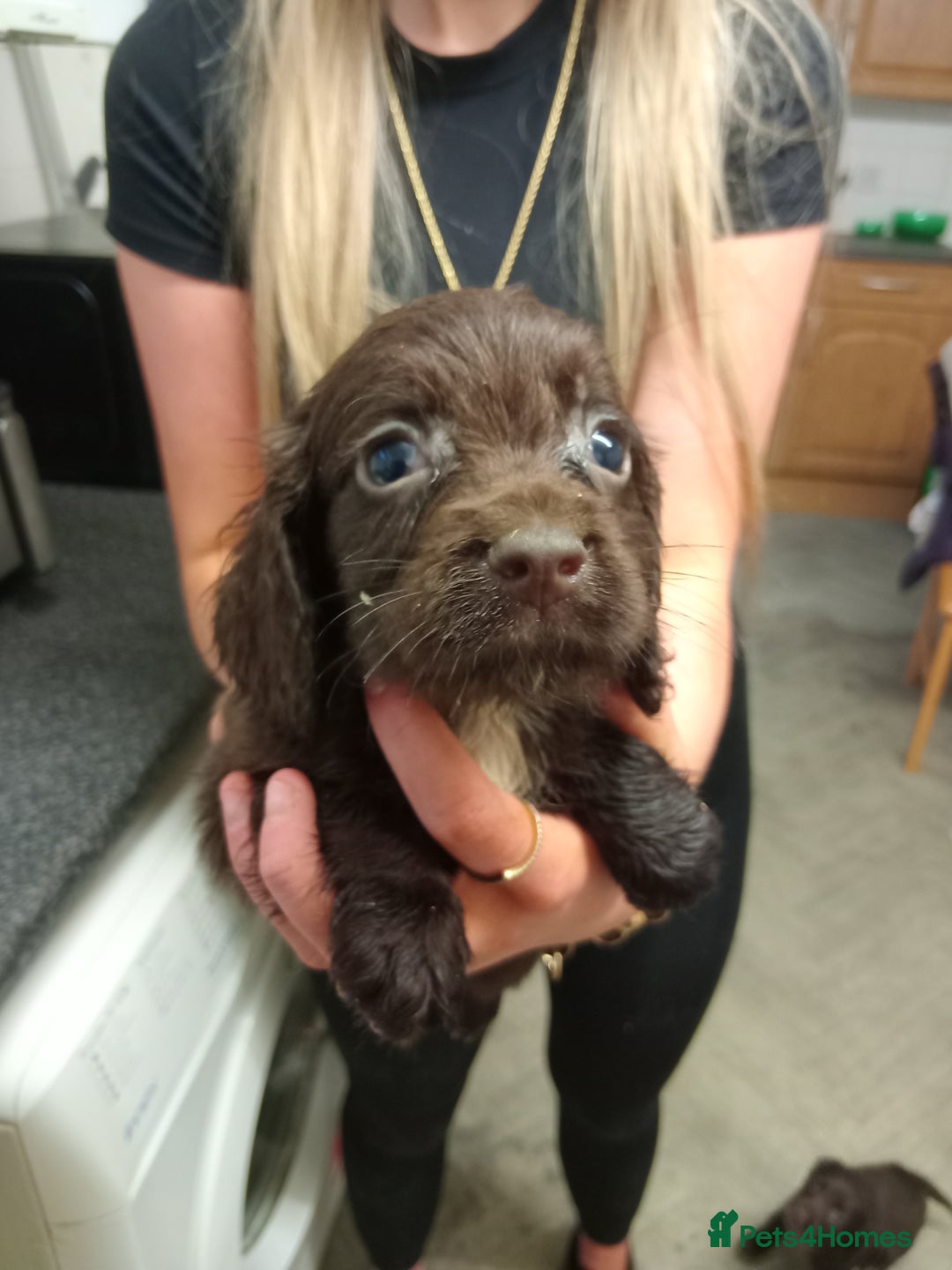 Cocker Spaniel dogs for sale: Cocker spaniel puppies  - Advert 7