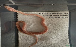Corn Snake reptiles for sale: Cornsnake Hatchlings - Image 10