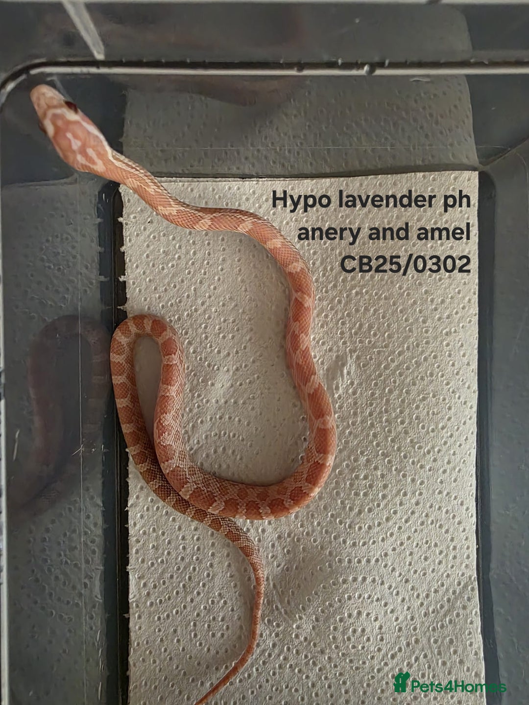 Corn Snake reptiles for sale: Cornsnake Hatchlings - Image 10