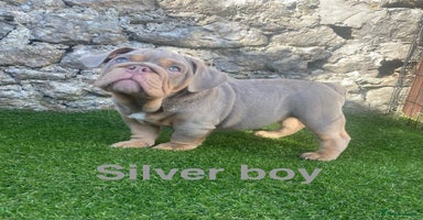 English Bulldog dogs - Advert 1