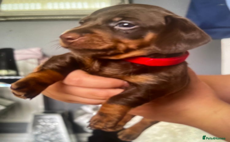 Dachshund dogs - Advert 11