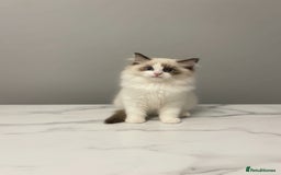 Ragdoll cats for sale: GCCF Champion Line ragdolls kitten  - Advert 5