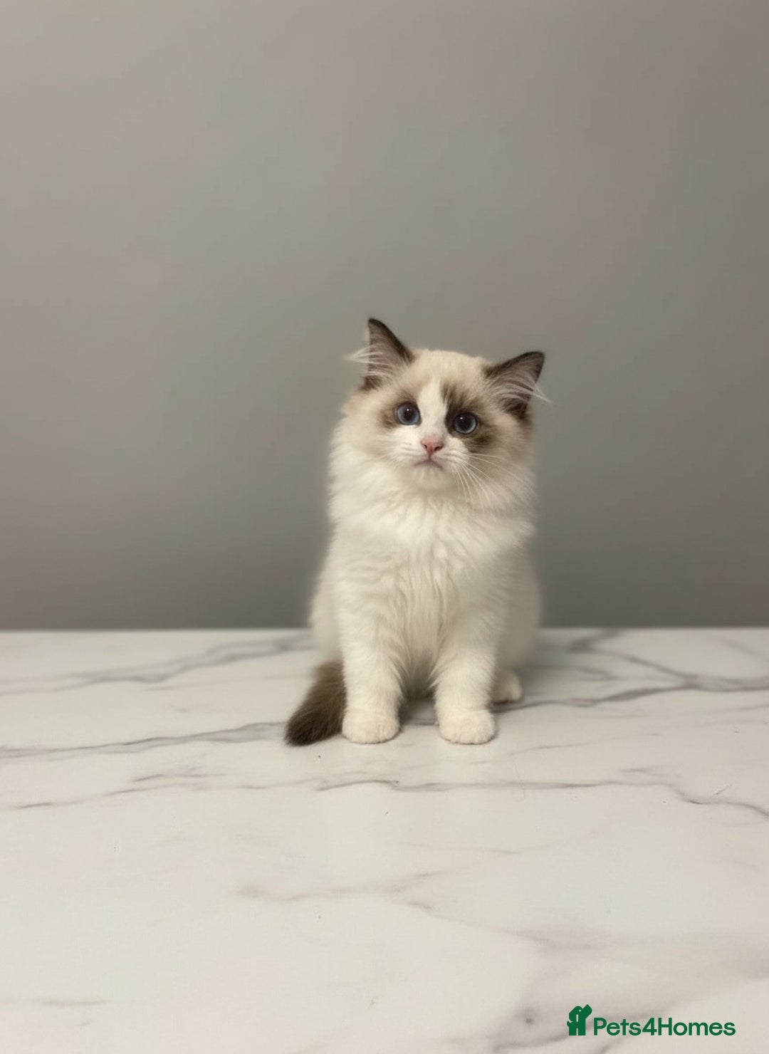 Ragdoll cats for sale: GCCF Champion Line ragdolls kitten  - Advert 5