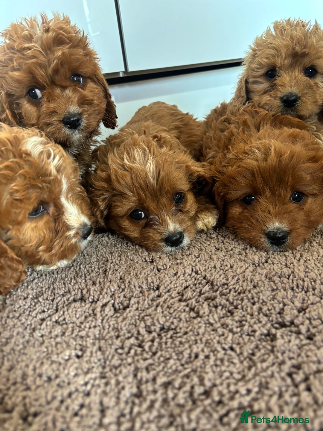Cavapoo dogs for sale: Gorgeous cavapoos  - Image 14