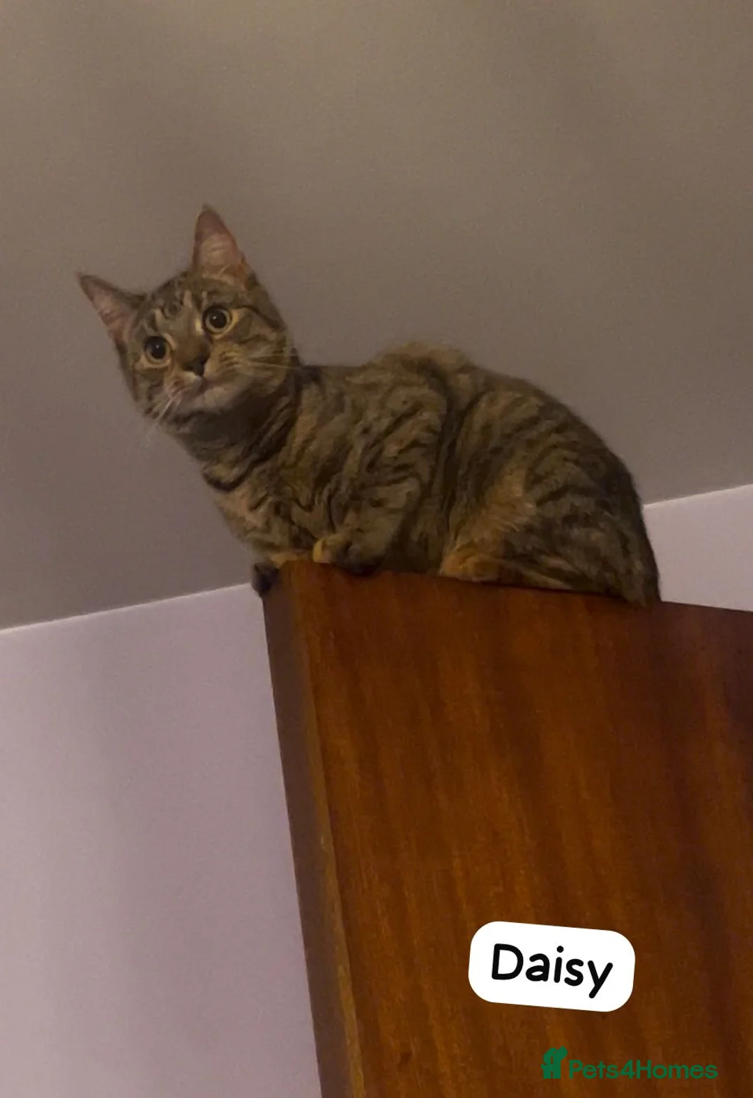 Mixed Breed cats for adoption: Rescue kitten dumped on doorstep deserves a home - Advert 1