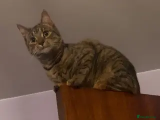 Mixed Breed cats Rescue kitten dumped on doorstep deserves a home - Advert 2