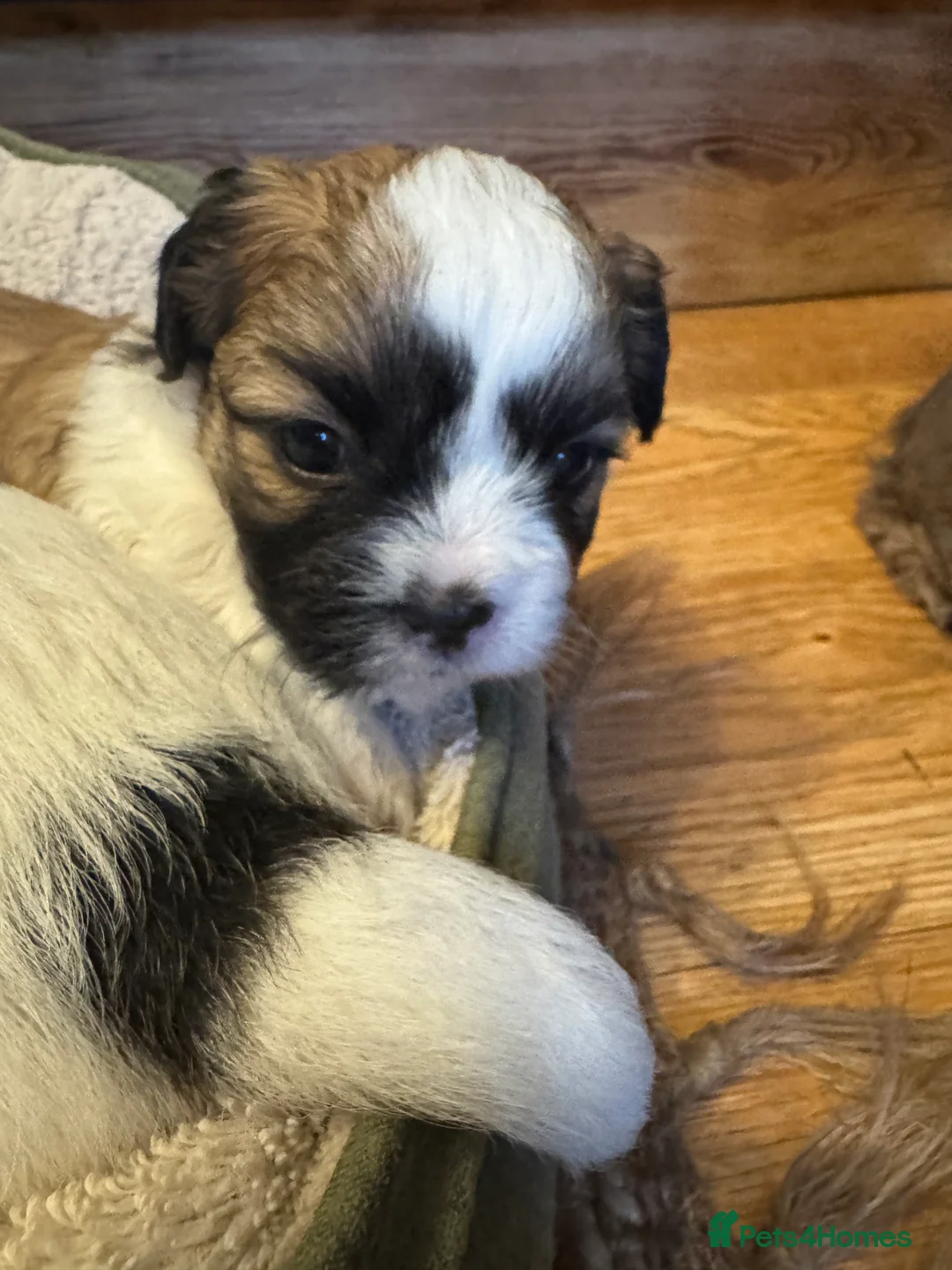 Mixed Breed dogs for sale: Shitzu x Lhasa  - Advert 2