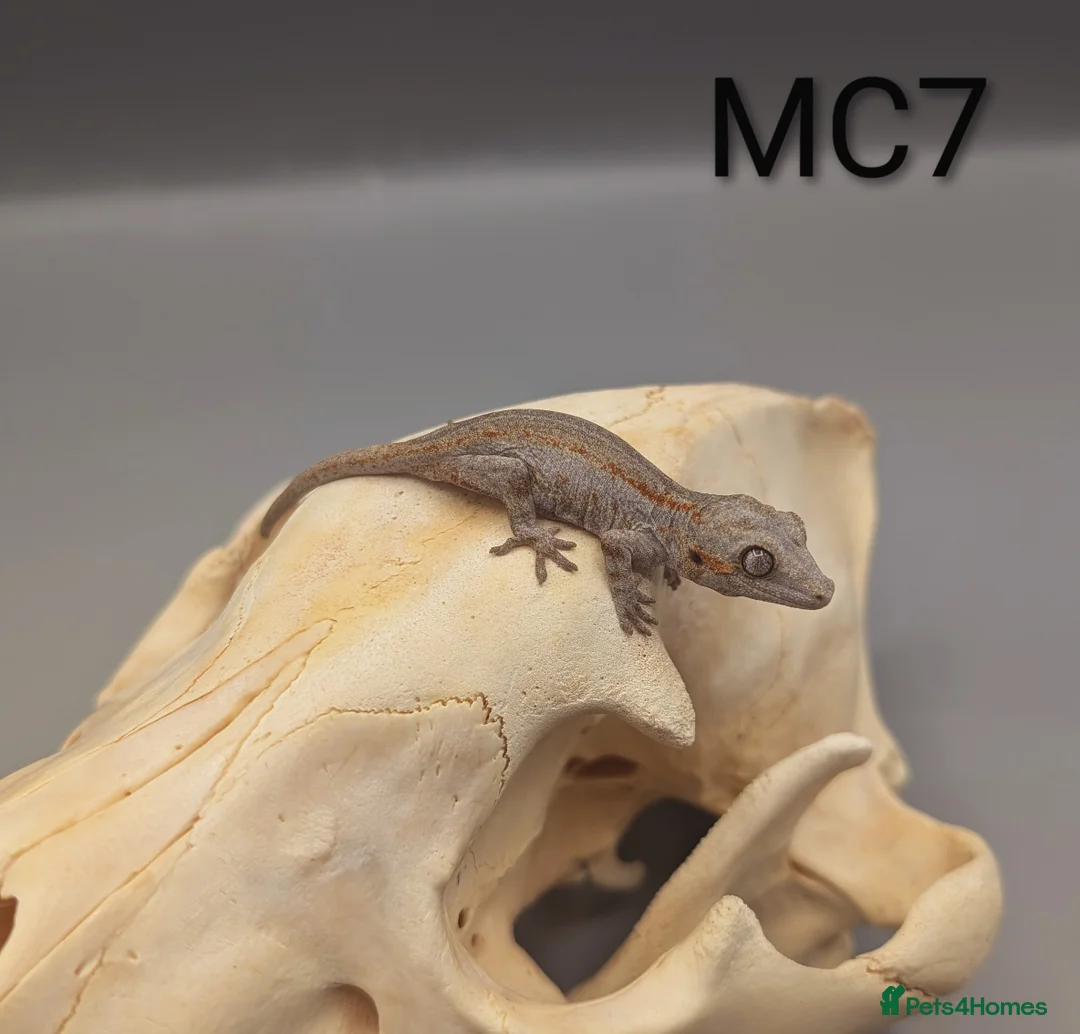 Gecko reptiles for sale: Orange Stripe Gargoyle Gecko - Advert 4