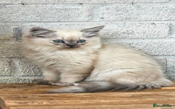 Siberian cats for sale: Gorgeous Playful Kittens - Ready for a new home! - Image 16