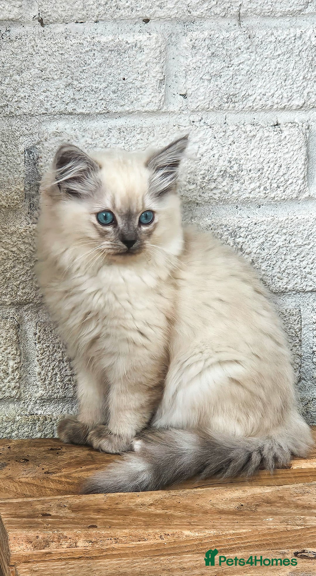 Siberian cats for sale: Gorgeous Playful Kittens - Ready for a new home! - Image 16