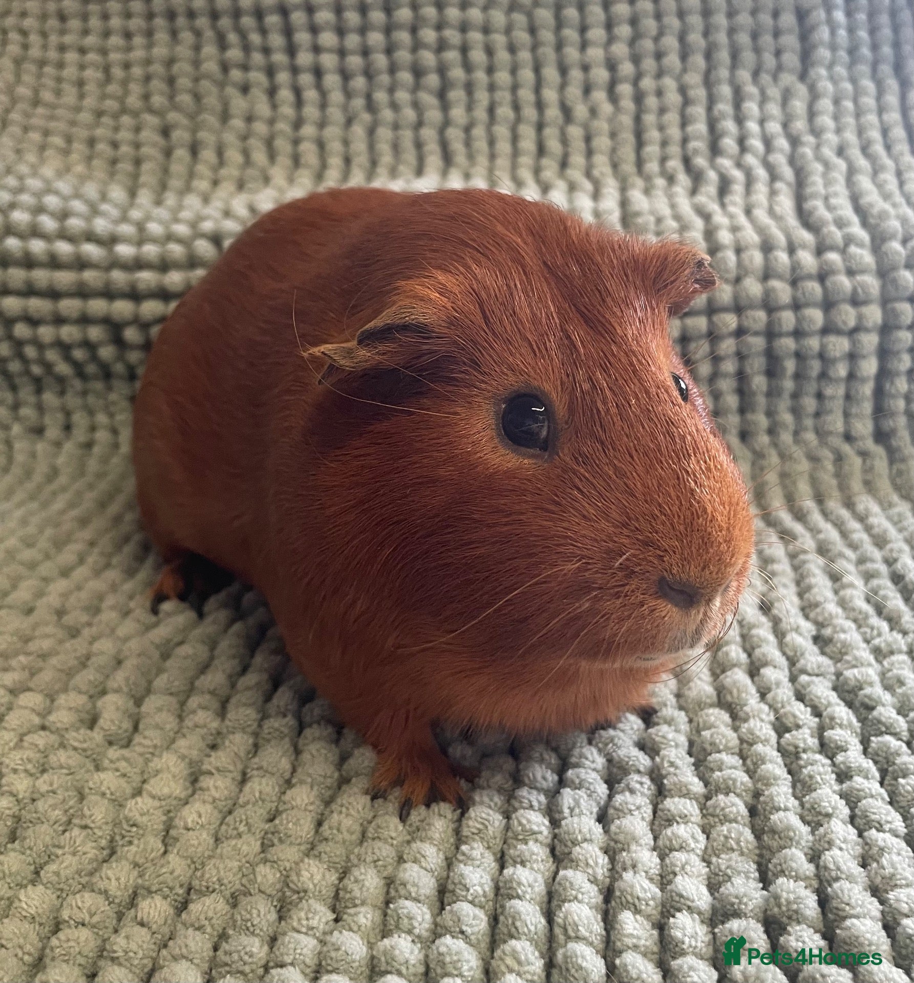 Guinea Pig rodents Adult Male Guinea pigs  - Advert 1