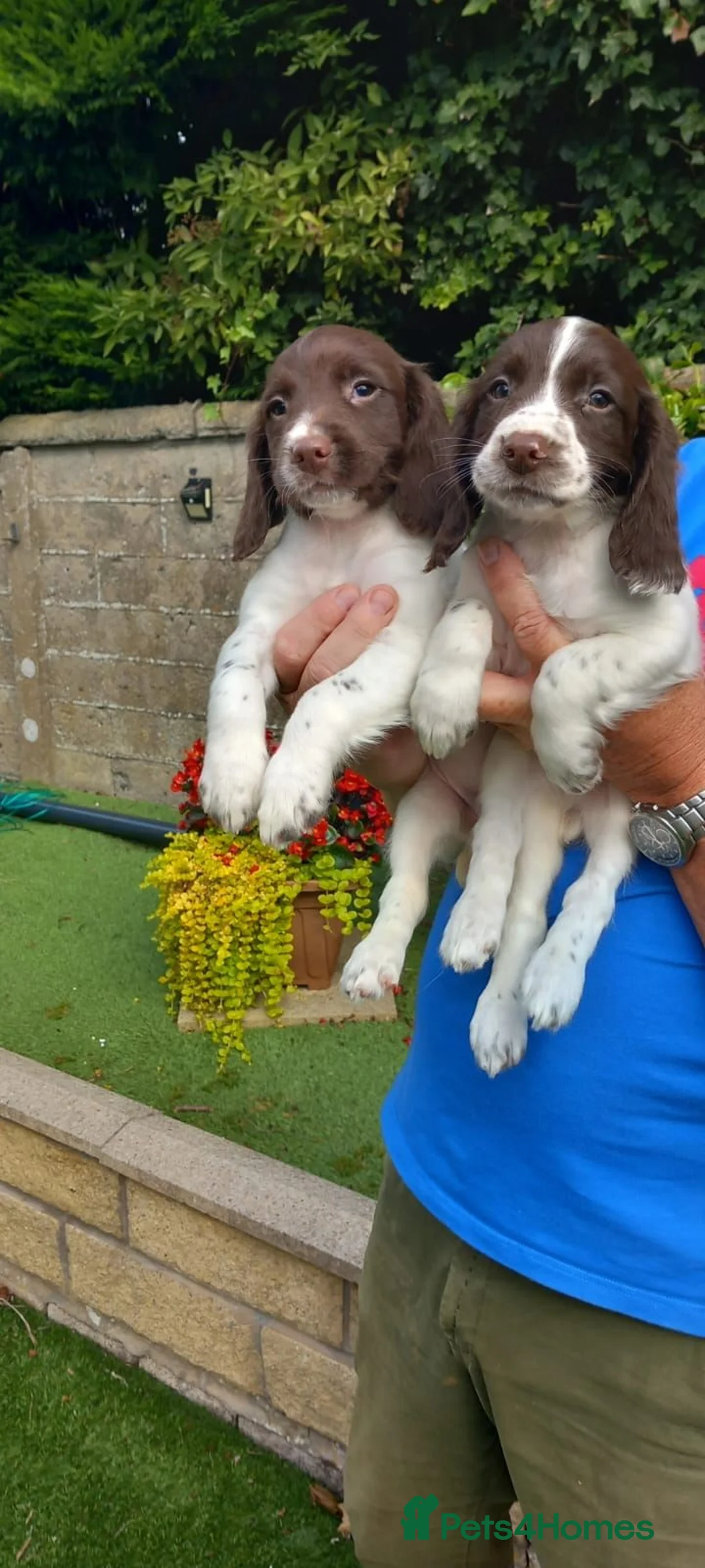 English Springer Spaniel dogs for sale: English springer spaniel puppies in Workington - Advert 2