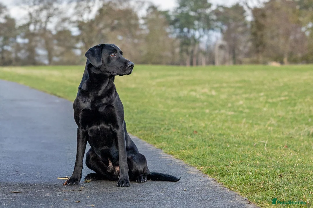 Labrador Retriever dogs for sale: Stunning labrador puppies - Advert 2