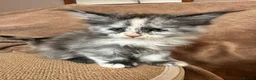 Maine Coon cats for sale: TICA Maine coon Kittens Smoke/Silver - Advert 8