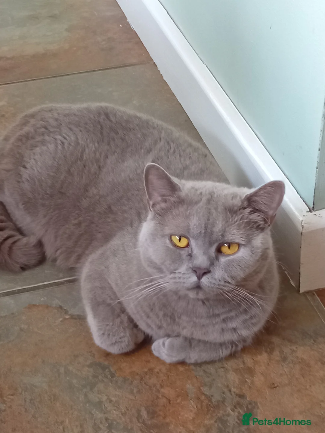 British Shorthair cats for sale: Beautiful lilac girl  - Advert 1
