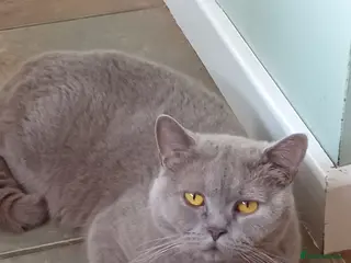 British Shorthair cats Beautiful lilac girl - Advert 1