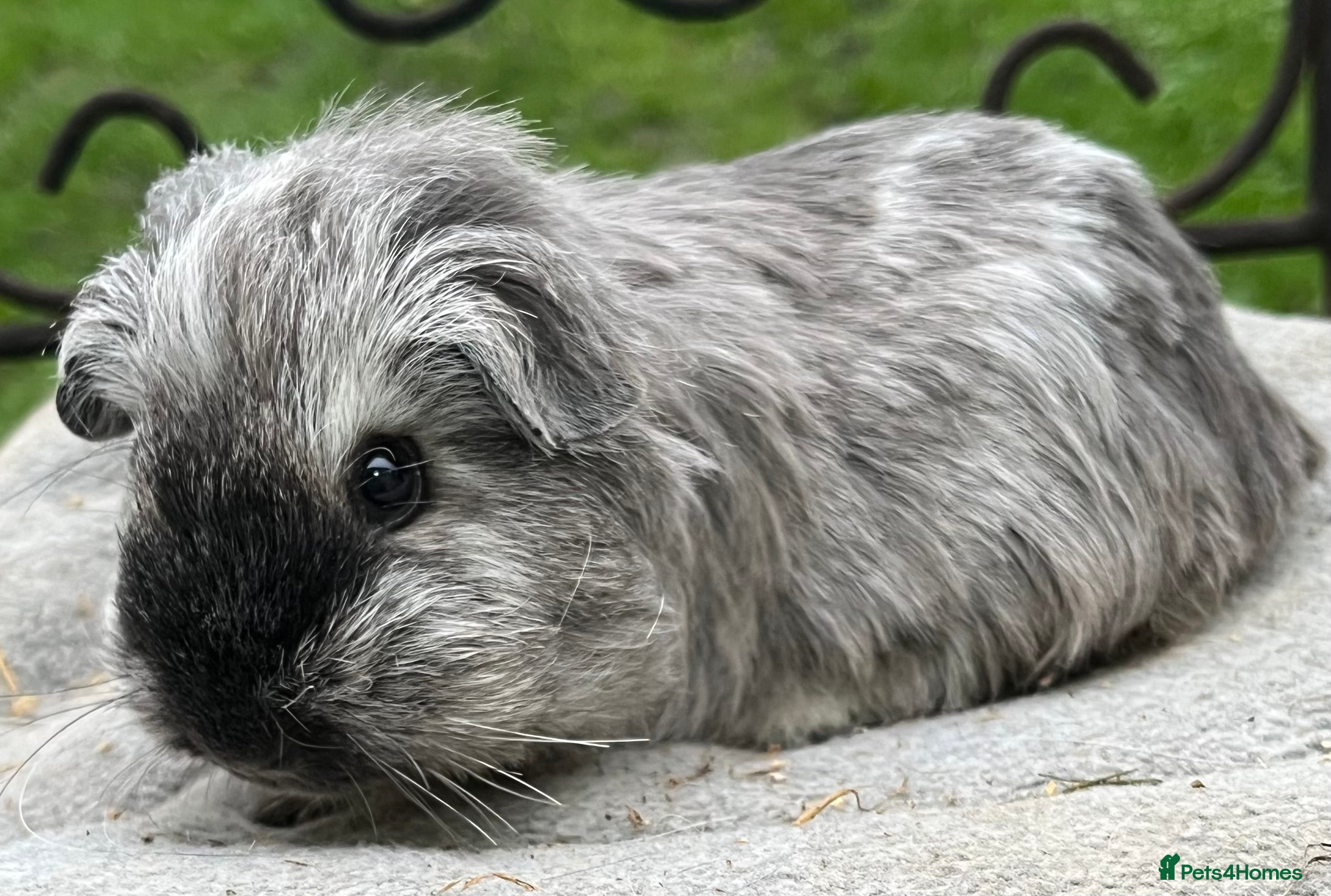 Guinea Pig rodents Baby Texel breed and baby Sheltie guinea pig.  - Advert 18
