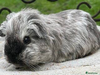 Guinea Pig rodents Baby Texel breed and baby Sheltie guinea pig. - Advert 11