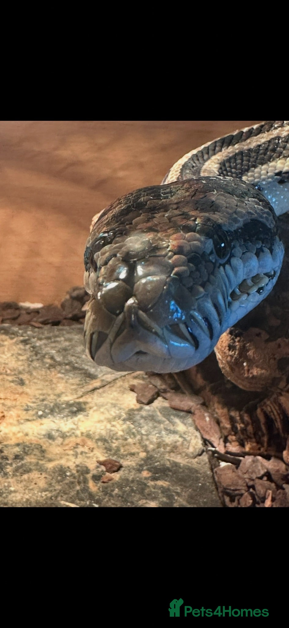 Python Snake reptiles Carpet python approx 10 ft - Advert 1