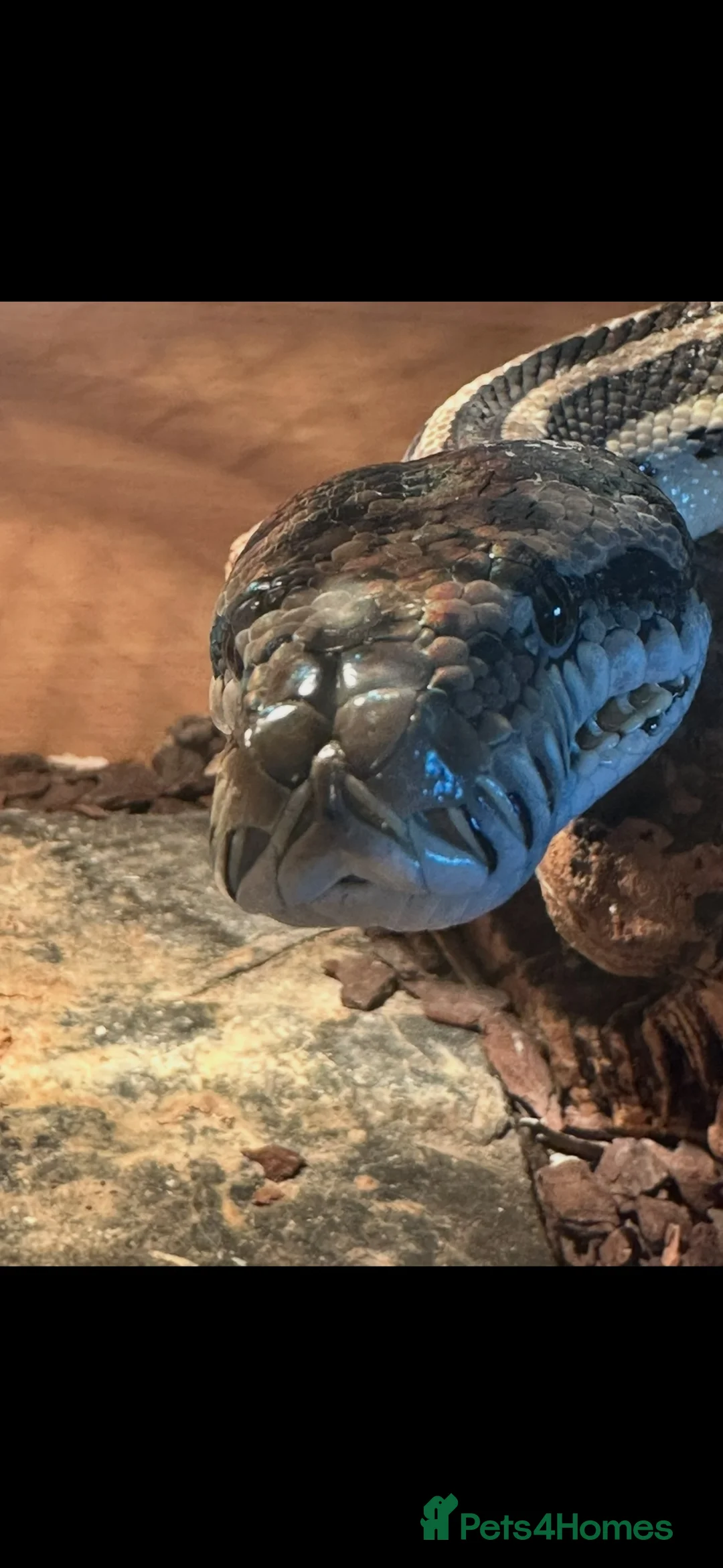 Python Snake reptiles for sale: Carpet python approx 10 ft - Advert 1