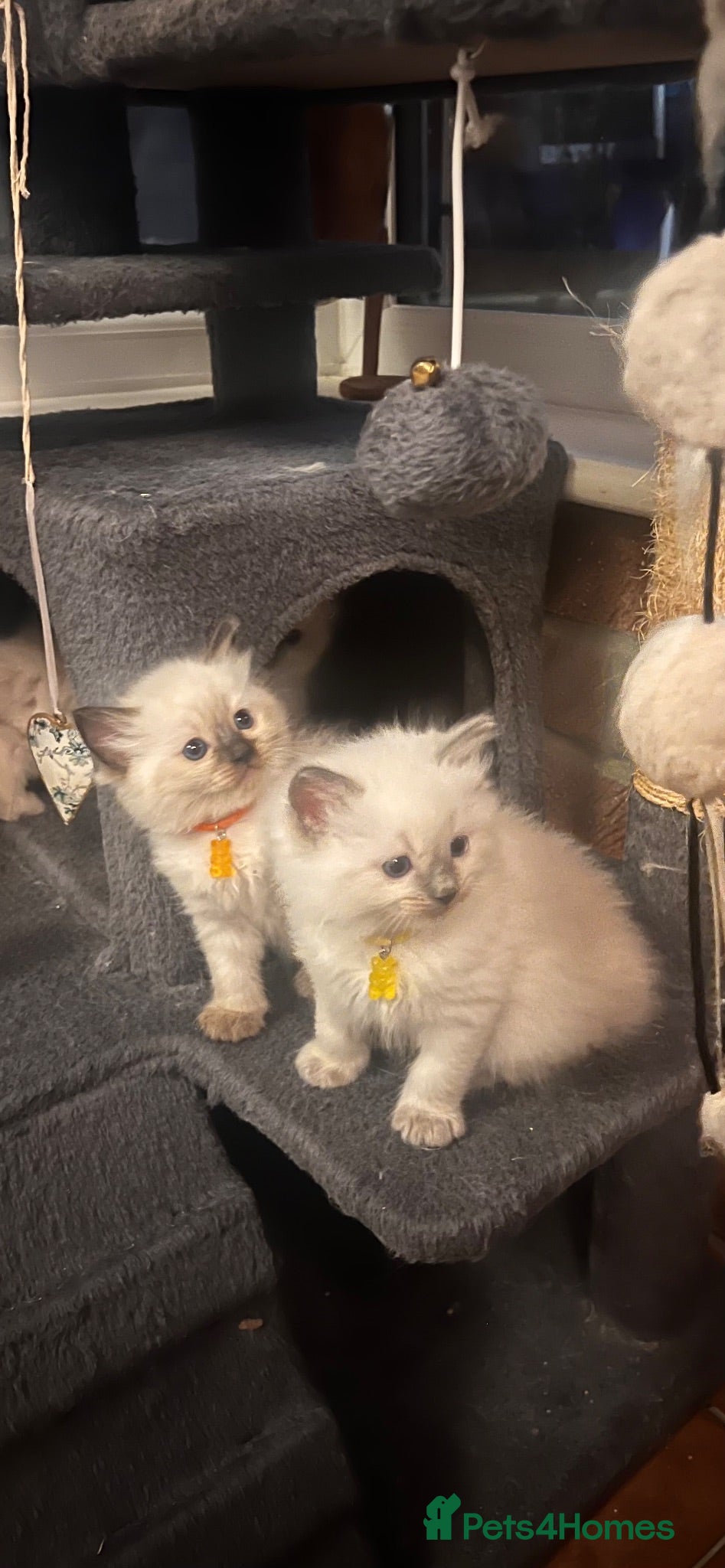 Ragdoll cats Pure ragdoll kittens - Advert 7