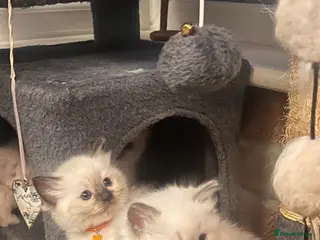 Ragdoll cats Only 1 left Pure ragdoll kittens - Advert 18