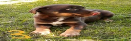 Mixed Breed dogs for sale: Collie × Kelpie pups near Cowbridge  - Advert 6