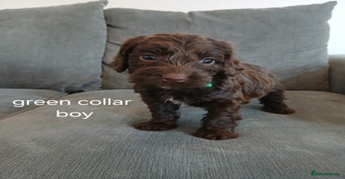 Cockapoo dogs - Advert 6