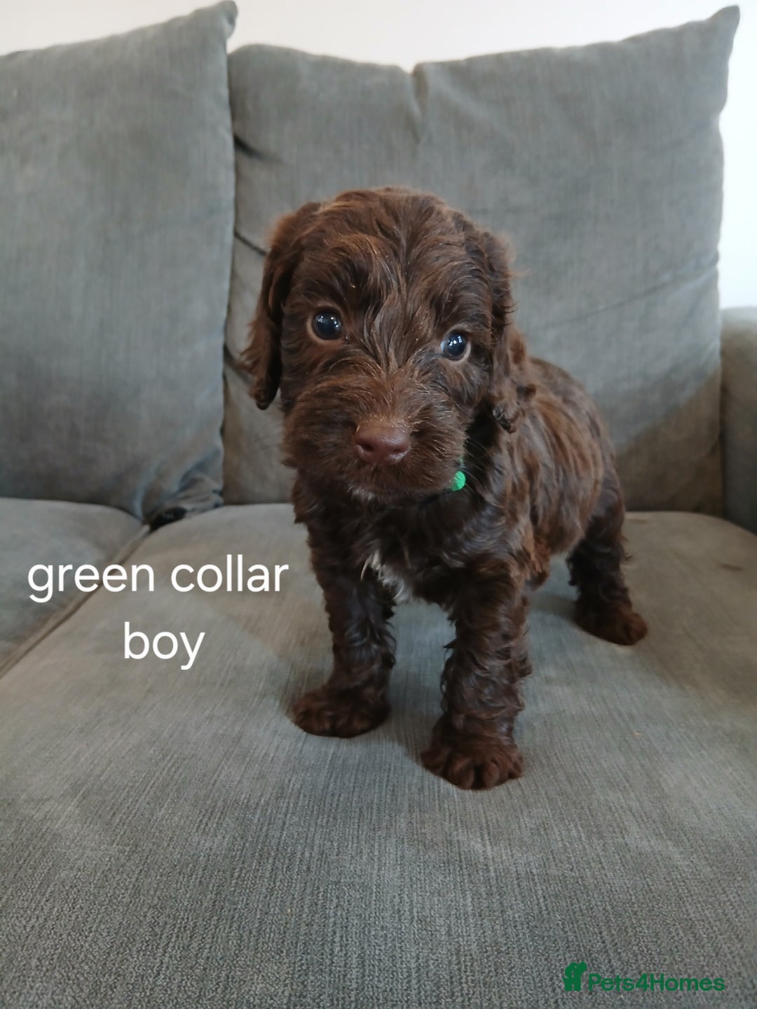Cockapoo dogs for sale: 5 cockapoo puppies - Image 3