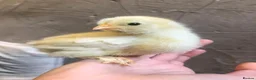 Chickens poultry for sale: 6 x Hatching Eggs available Mixed Bantams  - Advert 9