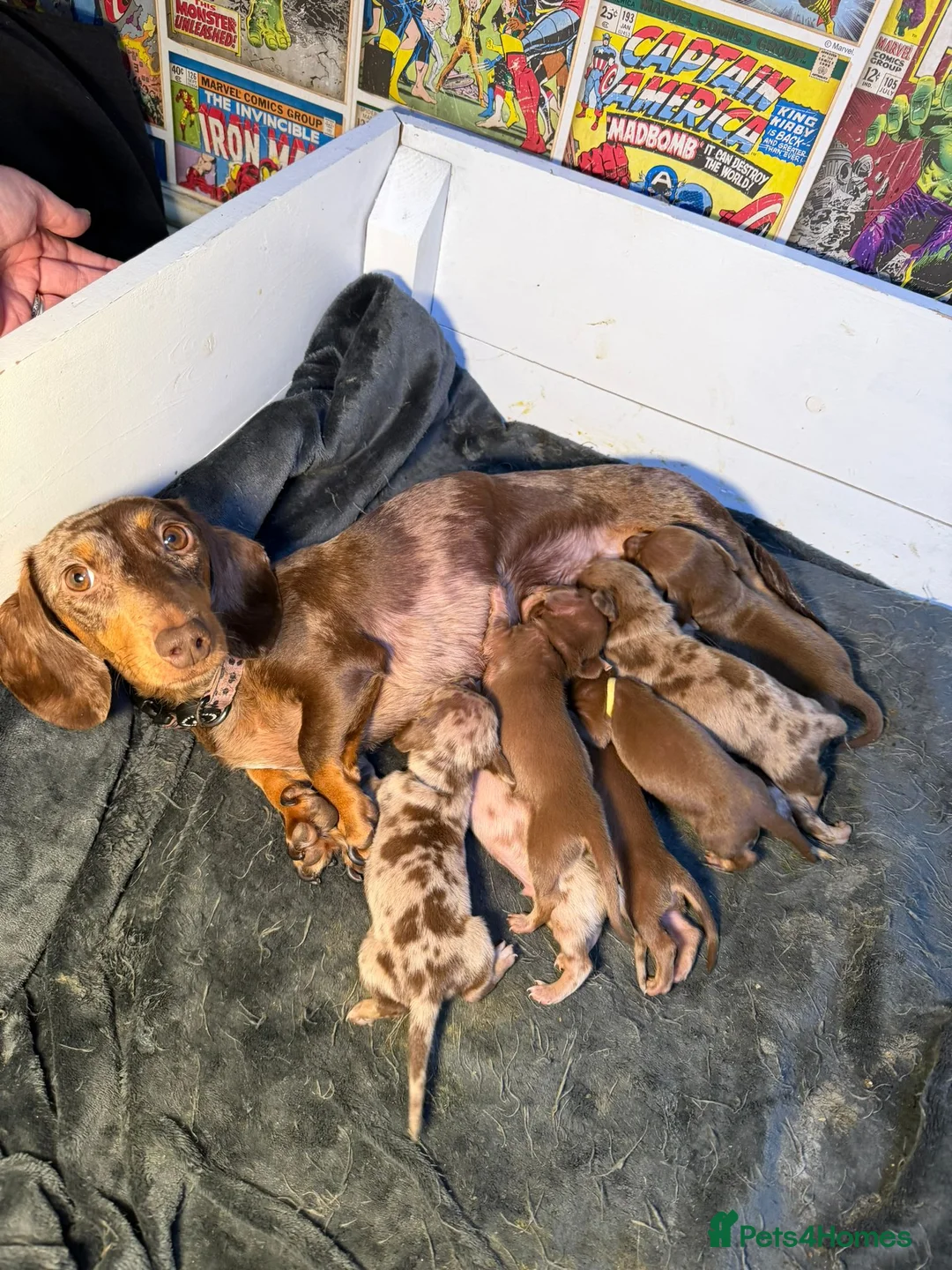 Miniature Dachshund dogs for sale: Beautiful Dachshund Male Puppies Ready now  - Advert 4