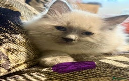 Ragdoll cats for sale: Peaceful cuddled Rag dolls for sale - Image 7