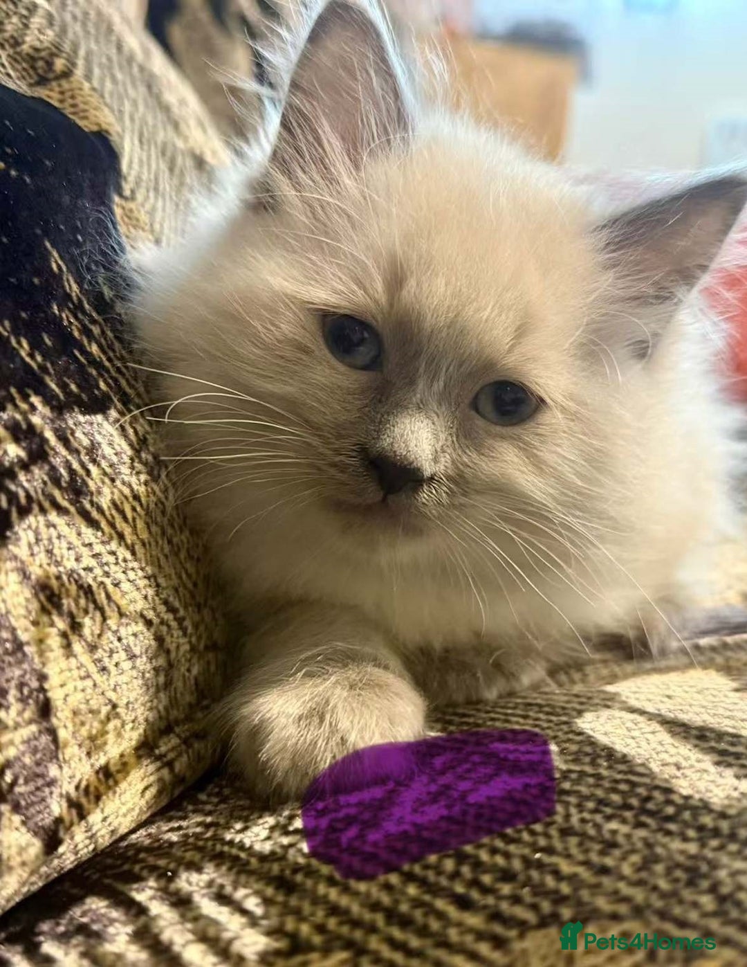 Ragdoll cats for sale: Peaceful cuddled Rag dolls for sale - Image 7