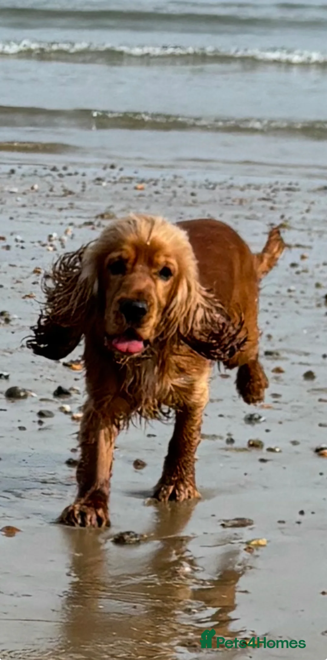 Cocker Spaniel dogs for sale: Male cockerspaniel - Advert 1