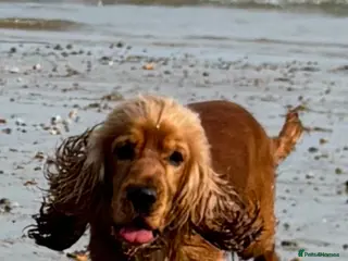 Cocker Spaniel dogs Male cockerspaniel - Advert 1