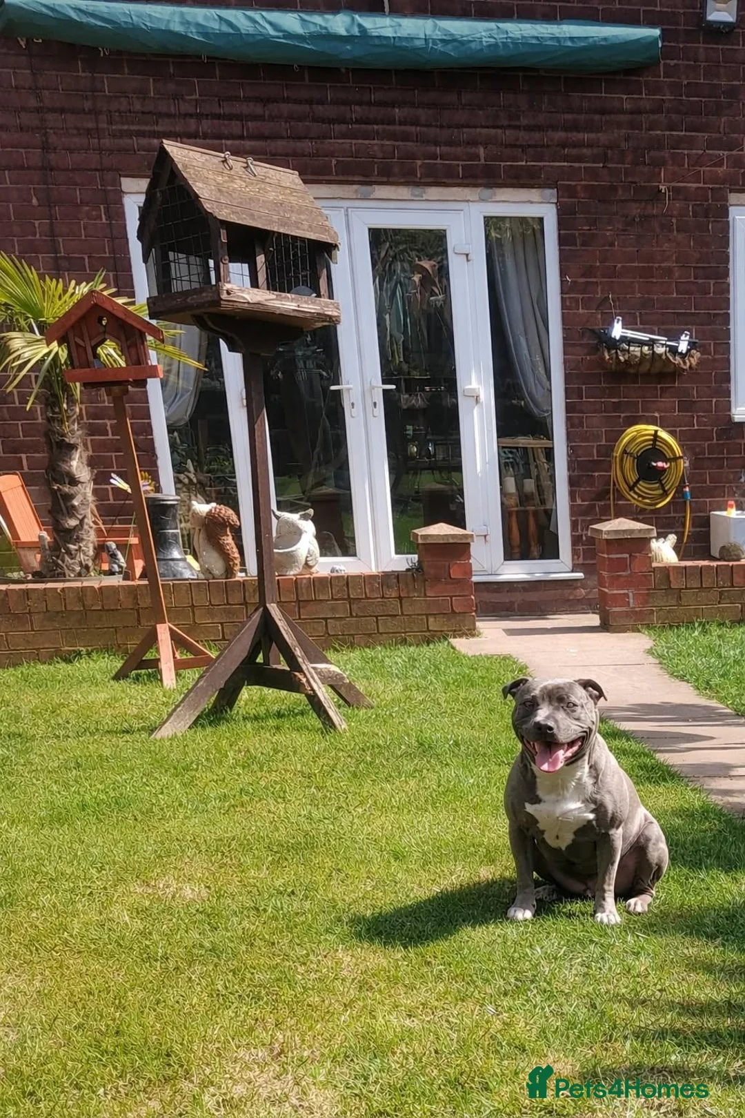 Staffordshire Bull Terrier dogs for sale: Staffordshire bull terrier puppies for sale  in Wednesbury - Advert 15