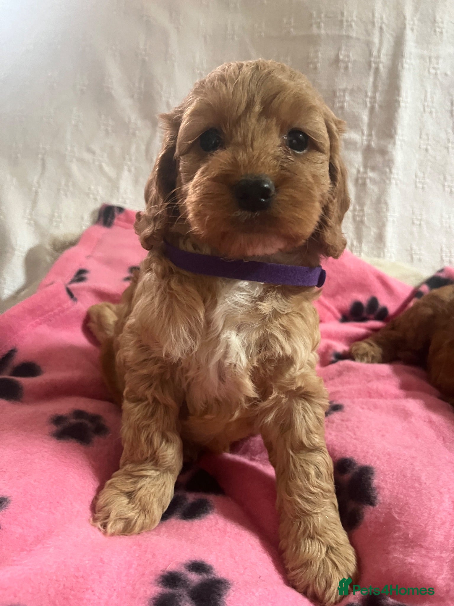 Cockapoo dogs Cockapoo puppies  - Advert 17
