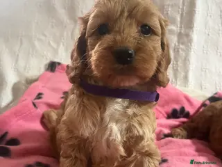 Cockapoo dogs Cockapoo puppies - Advert 17