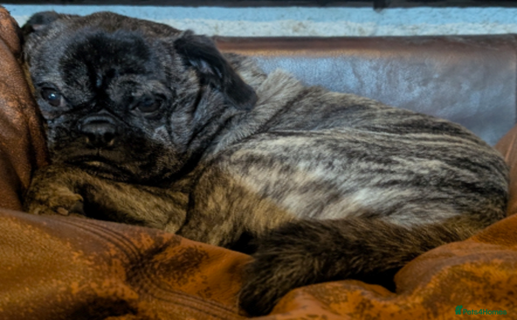 Pug dogs - Advert 1