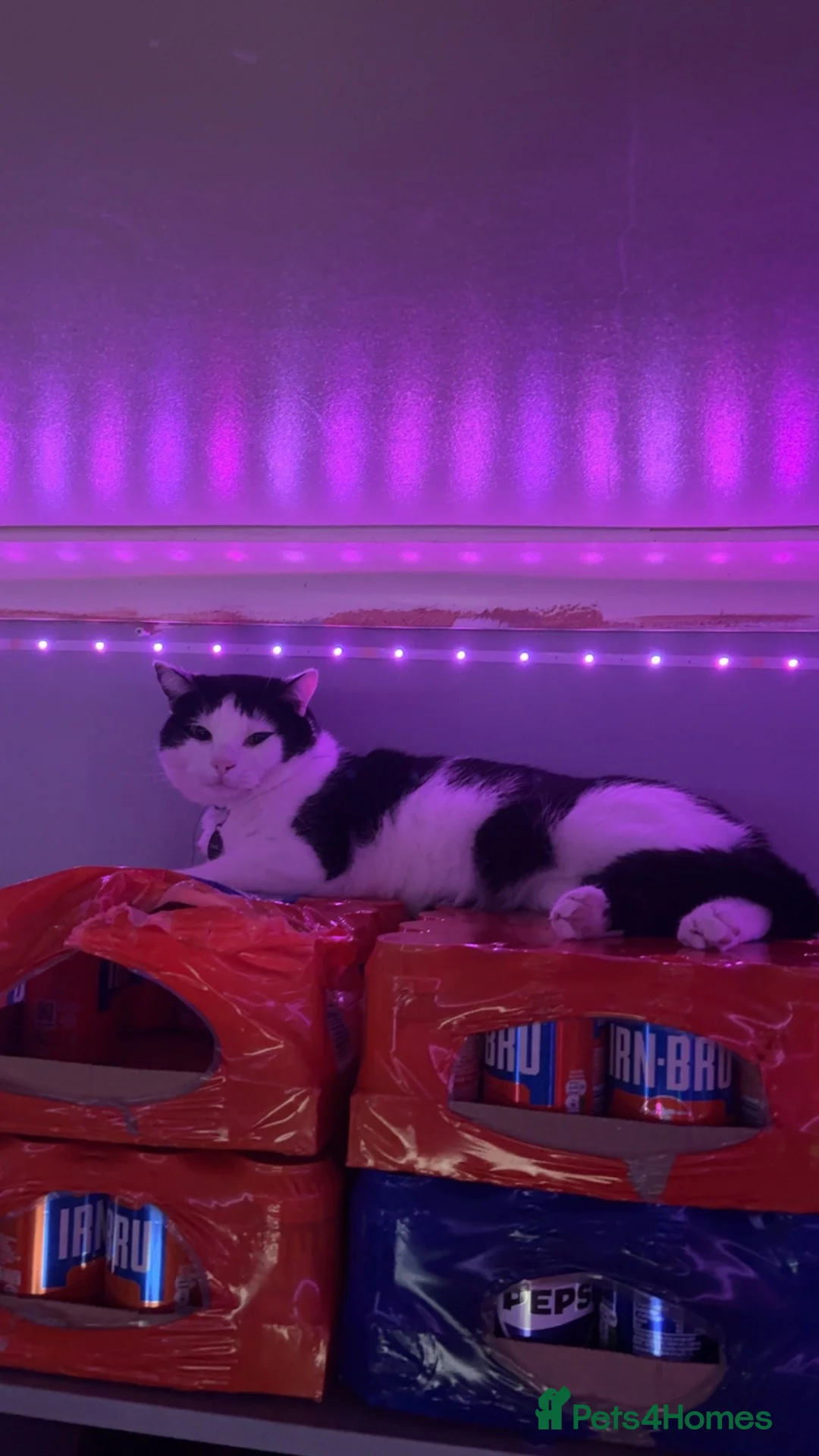 British Shorthair cats for sale: Tigga in Sheffield - Advert 1